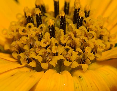 Helianthus_occidentalis_florets.jpg