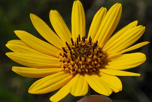 Helianthus_occidentalis_head.jpg