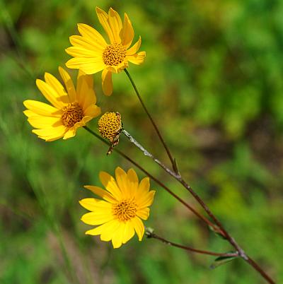 Helianthus_occidentalis_inflorescence.jpg