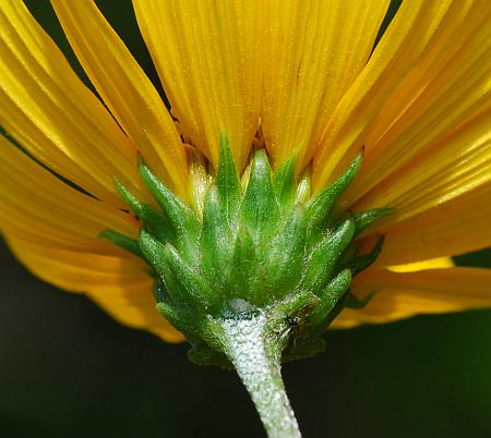 Helianthus_occidentalis_involucre.jpg