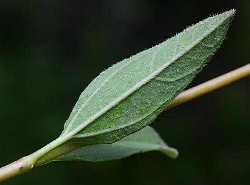 Helianthus_occidentalis_leaf2.jpg