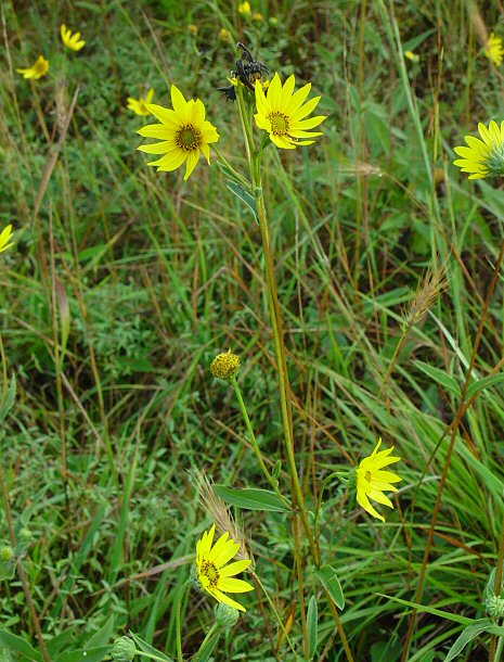 Helianthus_occidentalis_plant.jpg