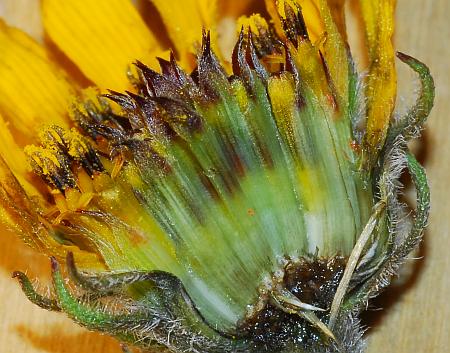 Helianthus_occidentalis_receptacle.jpg