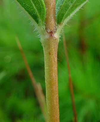 Helianthus_occidentalis_stem.jpg