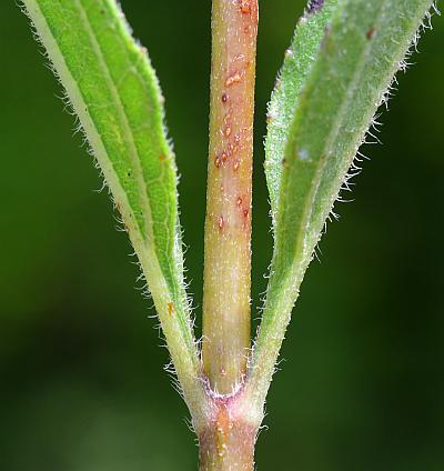 Helianthus_occidentalis_stem2.jpg