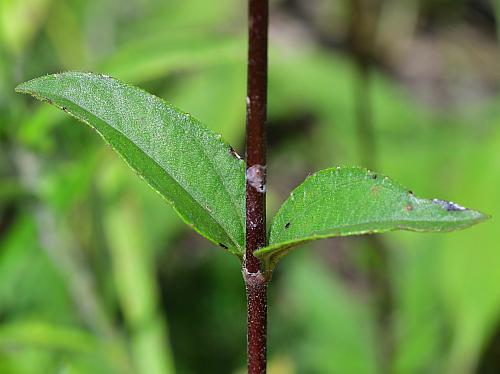 Helianthus_occidentalis_stem3.jpg