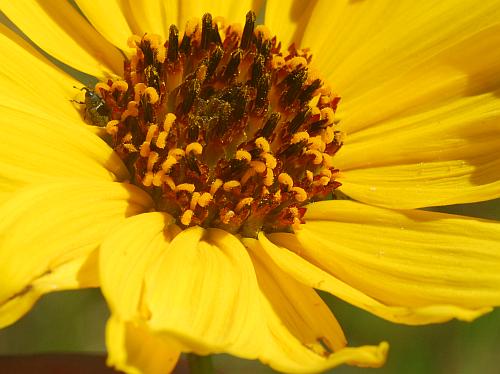 Helianthus_pauciflorus_florets.jpg