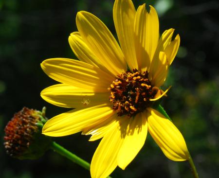 Helianthus_pauciflorus_head.jpg