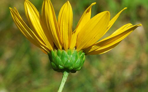 Helianthus_pauciflorus_involucre.jpg