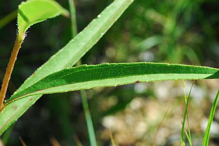 Helianthus_pauciflorus_leaf.jpg