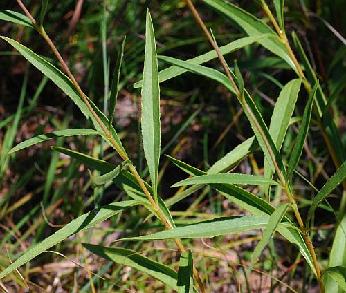 Helianthus_pauciflorus_leaves.jpg