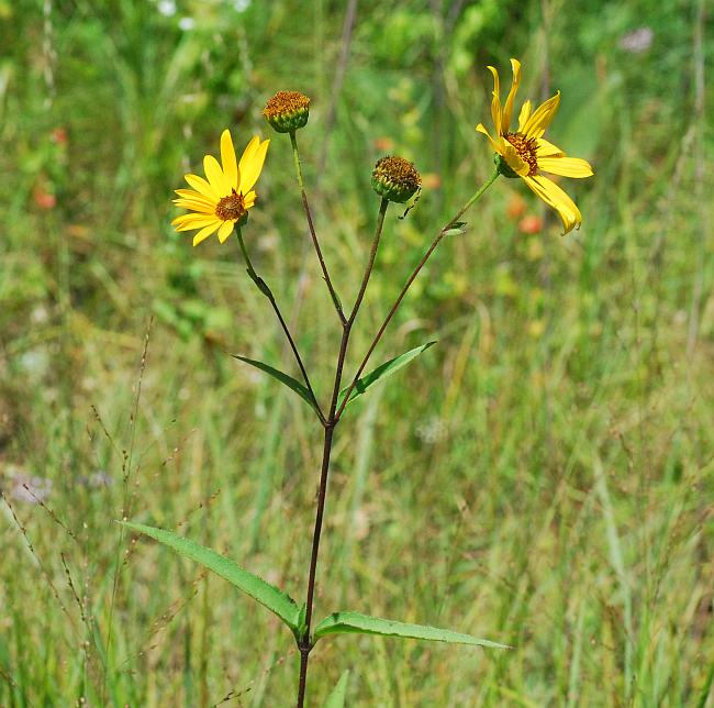 Helianthus_pauciflorus_plant.jpg