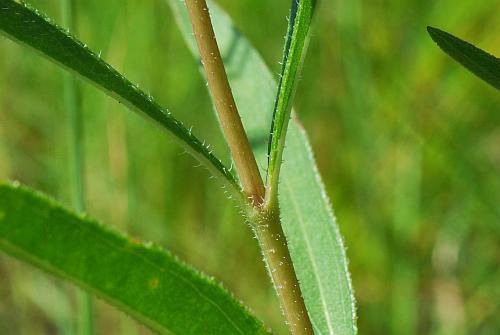 Helianthus_pauciflorus_stem.jpg