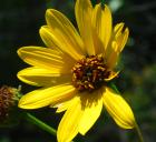 Helianthus pauciflorus thumbnail