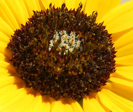 Helianthus_petiolaris_florets.jpg