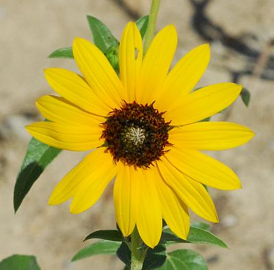 Helianthus_petiolaris_head.jpg