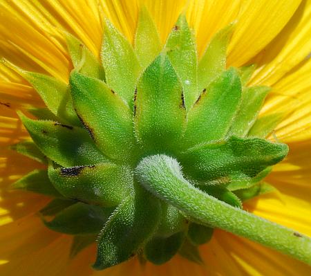 Helianthus_petiolaris_involucre.jpg