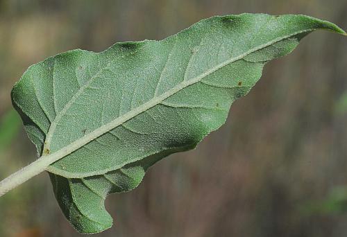 Helianthus_petiolaris_leaf2.jpg
