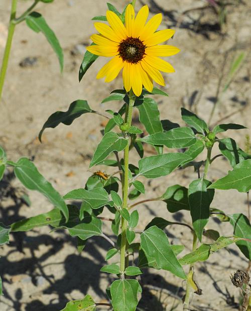 Helianthus_petiolaris_plant.jpg