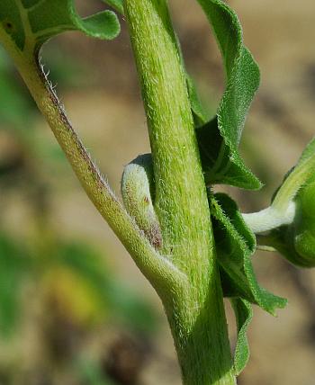 Helianthus_petiolaris_stem.jpg