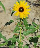 Helianthus petiolaris thumbnail