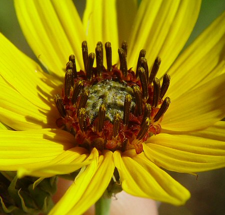 Helianthus_salicifolius_disk.jpg