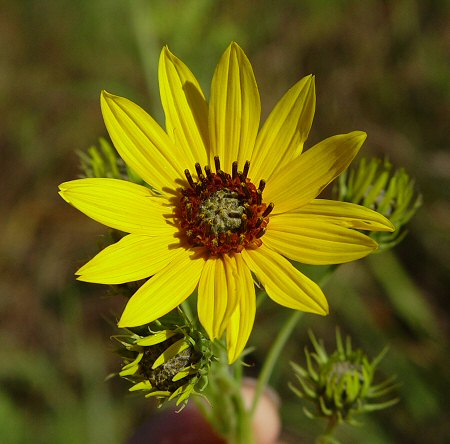 Helianthus_salicifolius_flowers.jpg