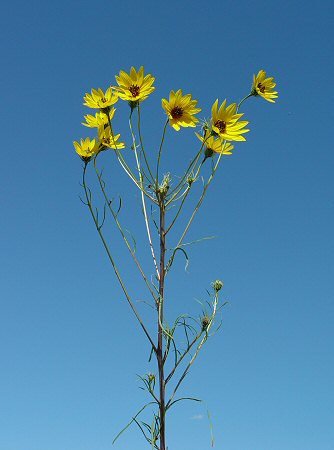 Helianthus_salicifolius_inflorescence.jpg