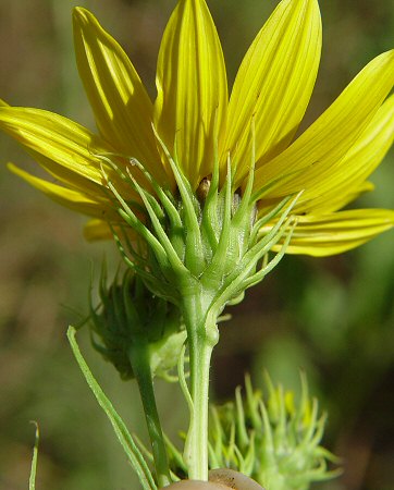 Helianthus_salicifolius_involucre.jpg