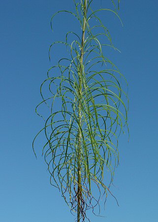 Helianthus_salicifolius_leaves.jpg