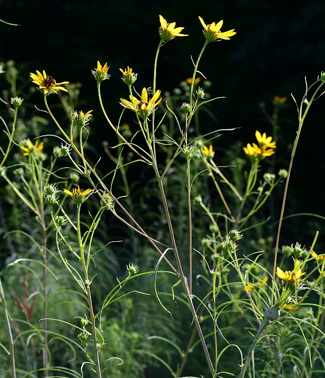 Helianthus_salicifolius_plant.jpg