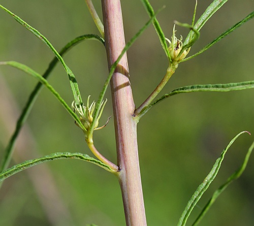 Helianthus_salicifolius_stem.jpg