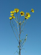 Helianthus salicifolius thumbnail