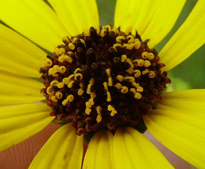 Helianthus_silphioides_disk.jpg