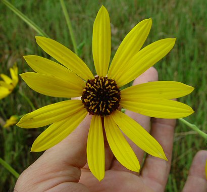 Helianthus_silphioides_flowers.jpg