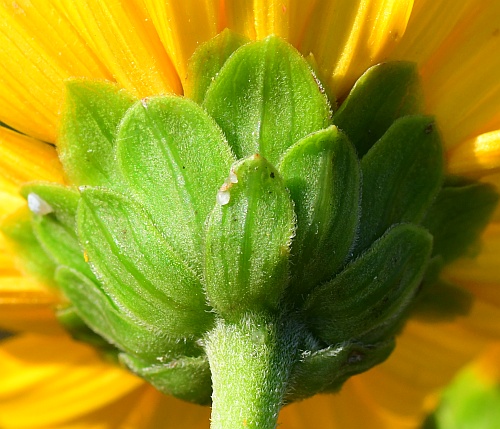 Helianthus_silphioides_involucre.jpg