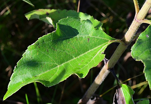 Helianthus_silphioides_leaf1.jpg