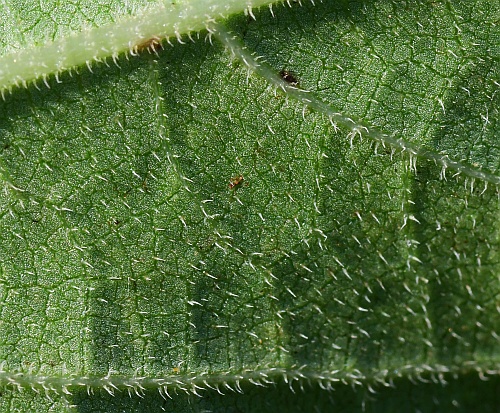 Helianthus_silphioides_leaf2a.jpg