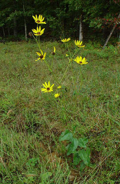 Helianthus_silphioides_plant.jpg