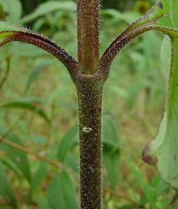 Helianthus_silphioides_stem.jpg