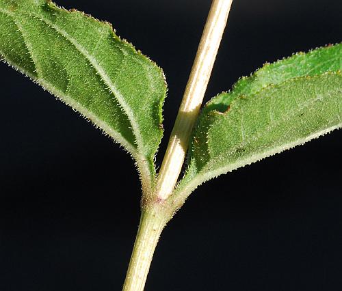 Helianthus_silphioides_stem2.jpg