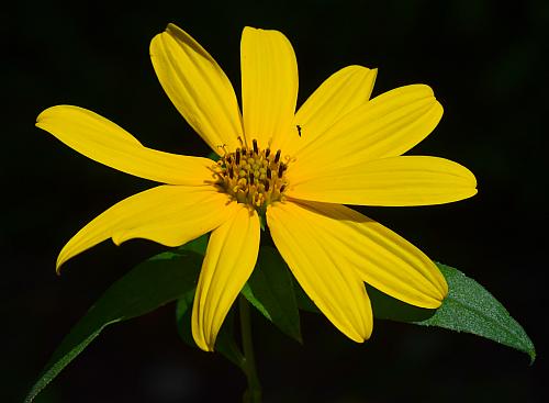 Helianthus_strumosus_head.jpg