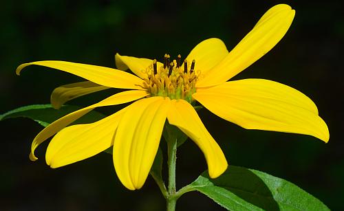 Helianthus_strumosus_head2.jpg