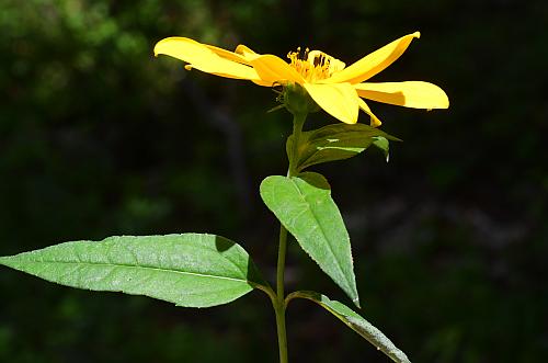 Helianthus_strumosus_inflorescence.jpg