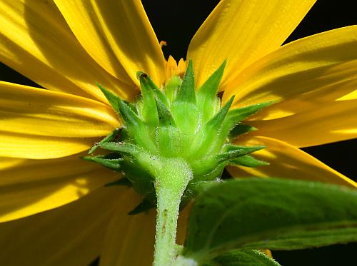 Helianthus_strumosus_involucre.jpg