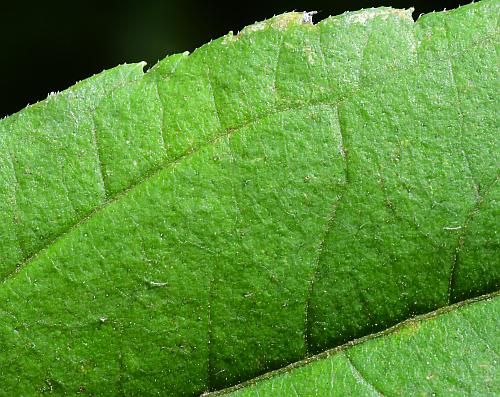 Helianthus_strumosus_leaf1a.jpg