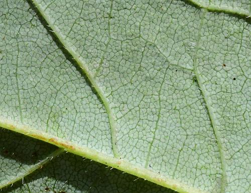 Helianthus_strumosus_leaf2a.jpg