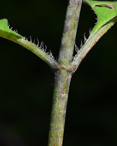 Helianthus_strumosus_stem.jpg