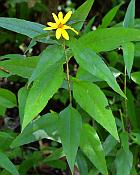 Helianthus strumosus thumbnail