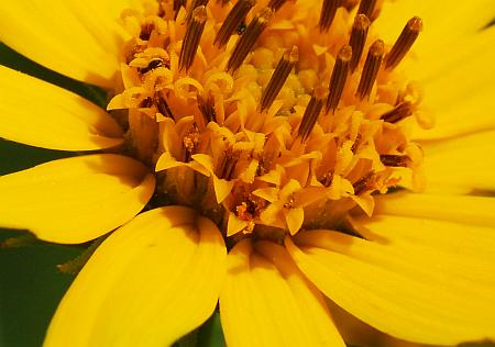 Helianthus_tuberosus_florets.jpg